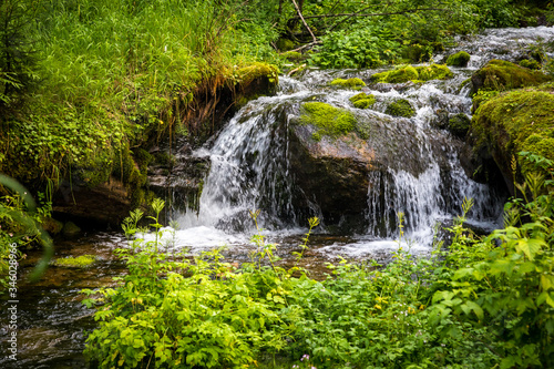 Fototapeta Naklejka Na Ścianę i Meble -  stream, waterfall from the forest
