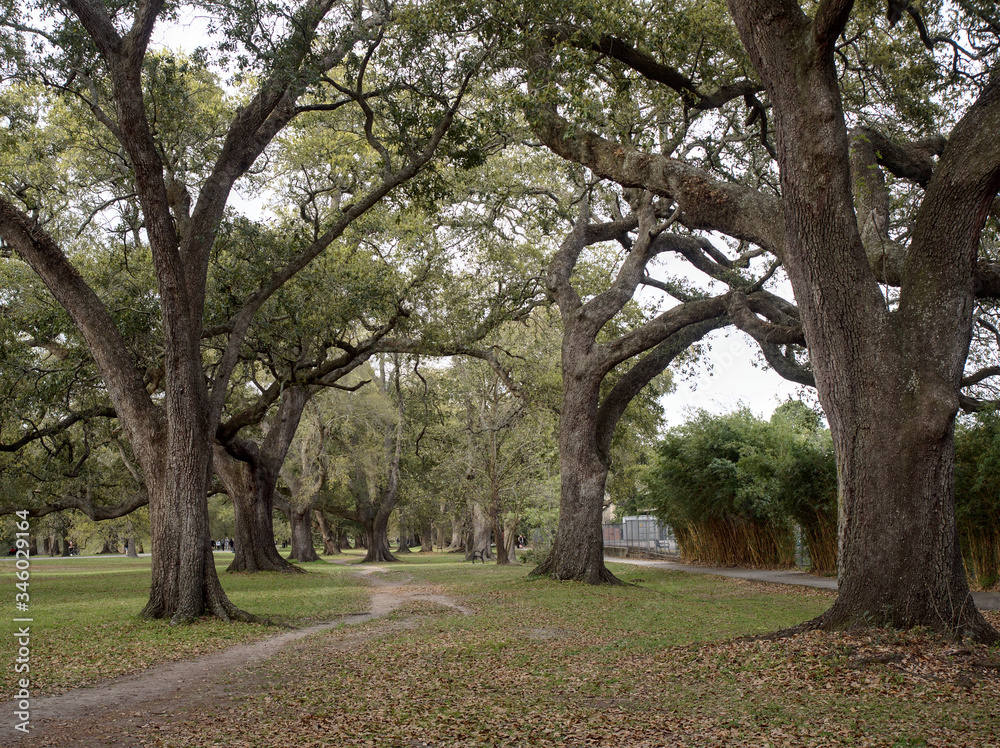 Foot path surrounded by oak trees at Audubon Park, New Orleans, Louisiana, USA. Foot path surrounded by oak trees at Audubon Park, New Orleans, Louisiana, USA.