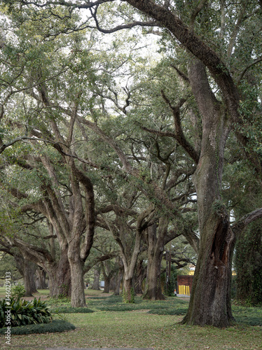 View of oak trees at Audubon Park, New Orleans, Louisiana, USA.