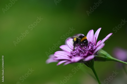 eine Hummel auf einer lila Blüte © Frank