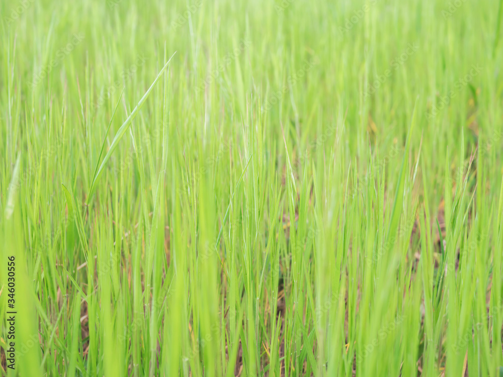 Spring or summer and grass field with sunny background Spring or summer and grass field with sunny background