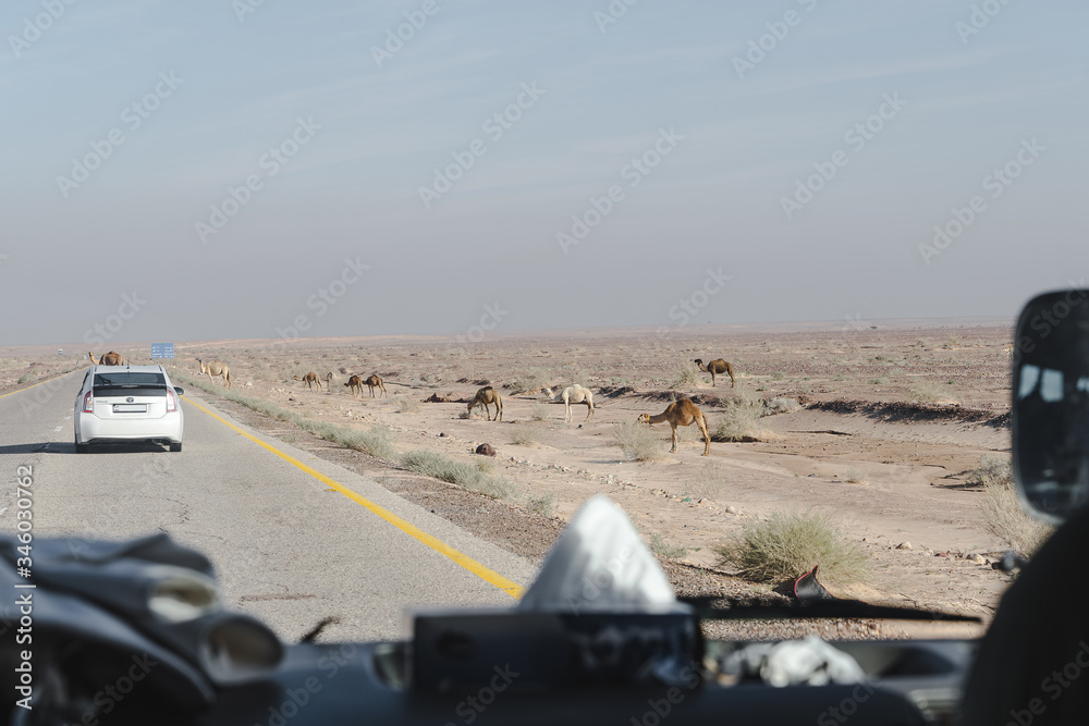 Fotografie A group of several camels on the background of the sandstone desert Wadi Rum pose for the camera