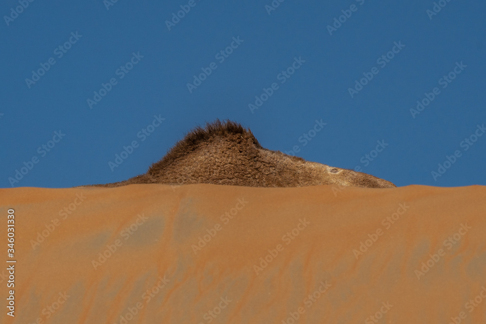 Φωτογραφία picture of desert with camel and cactus In Liwa , abu dhabi , united arab emirat