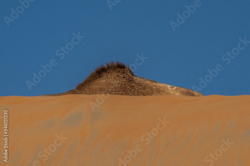 picture of desert with camel and cactus In Liwa   abu dhabi   united arab emirates 