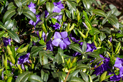 Bright blue periwinkle  Vinca major  flowers on green leaves background in the garden in spring season close up.