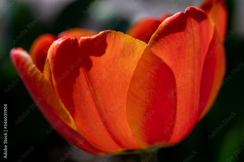 Close-up of Big Orange Translucent Tulip with sun-kissed petals. Close-up of Big Orange Translucent Tulip with sun-kissed petals.