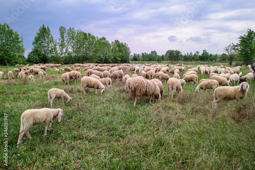 Sheep and goats © OlgaLitvinovaFoto