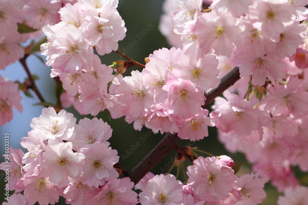 Sakura bloom on sale