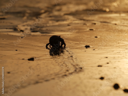 Krabbe am Meer