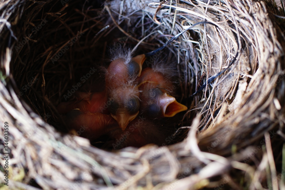Vier kleine und hungrige Amselküken im Nest III Vier kleine und hungrige Amselküken im Nest III