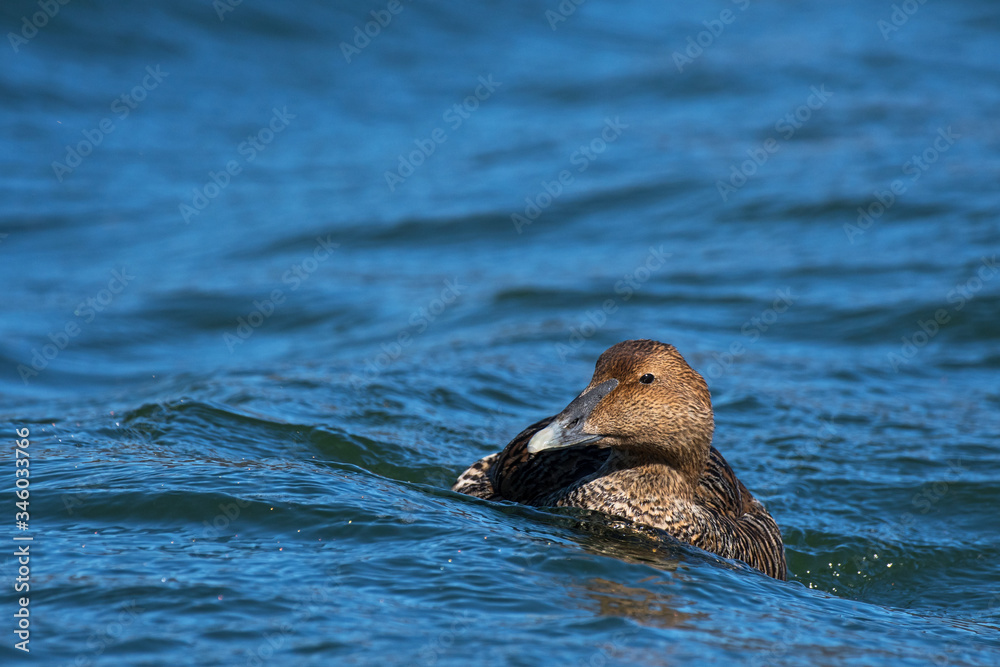 Fototapeta premium Eider à duvet femelle dans les vagues