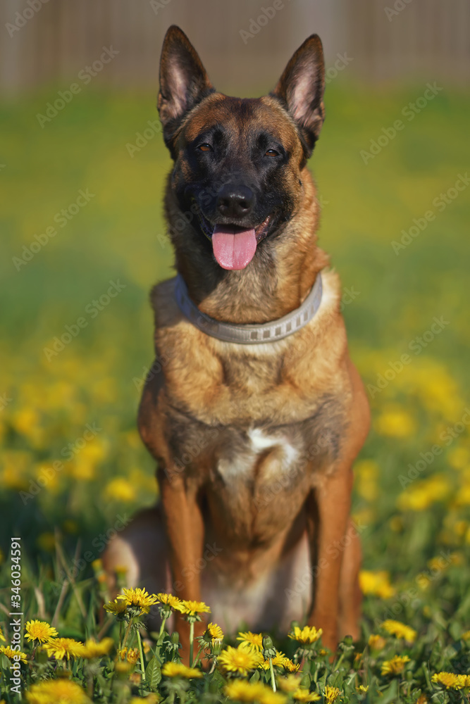 Happy Belgian Shepherd dog Malinois posing outdoors sitting on a green grass with yellow dandelions in spring