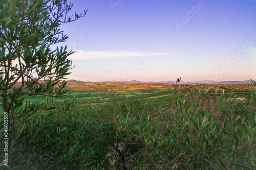 paisaje olivos centenarios sur de españa Córdoba aceite de oliva photo