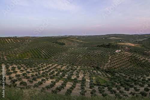 Paisaje olivares del sur de españa turismo rural