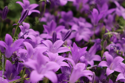 purple flowers