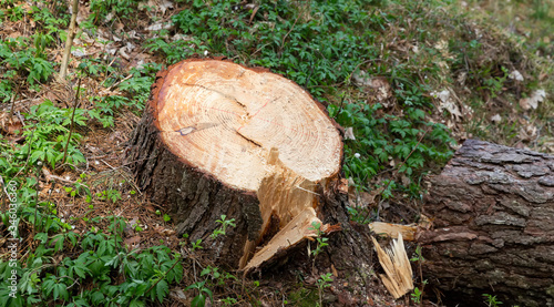 Stump of freshly cut conifers in the forest
