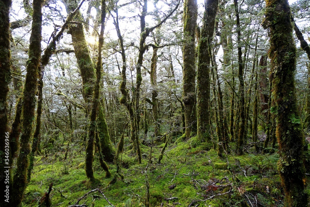 Fototapeta premium Bush under the snow in New Zealand