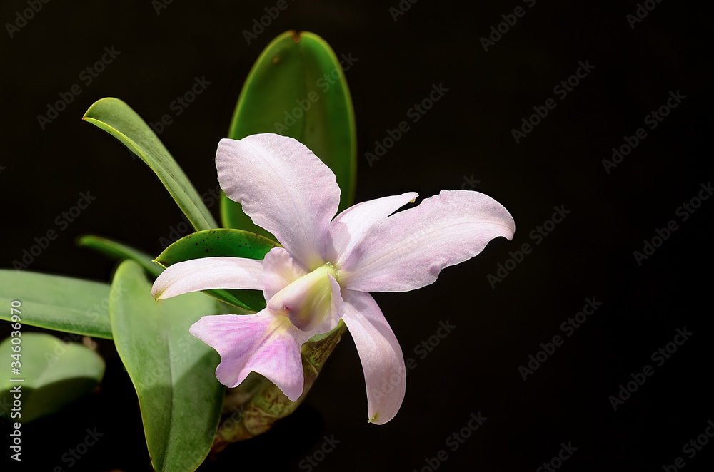 Fototapeta premium Cattleya walkeriana coerulea