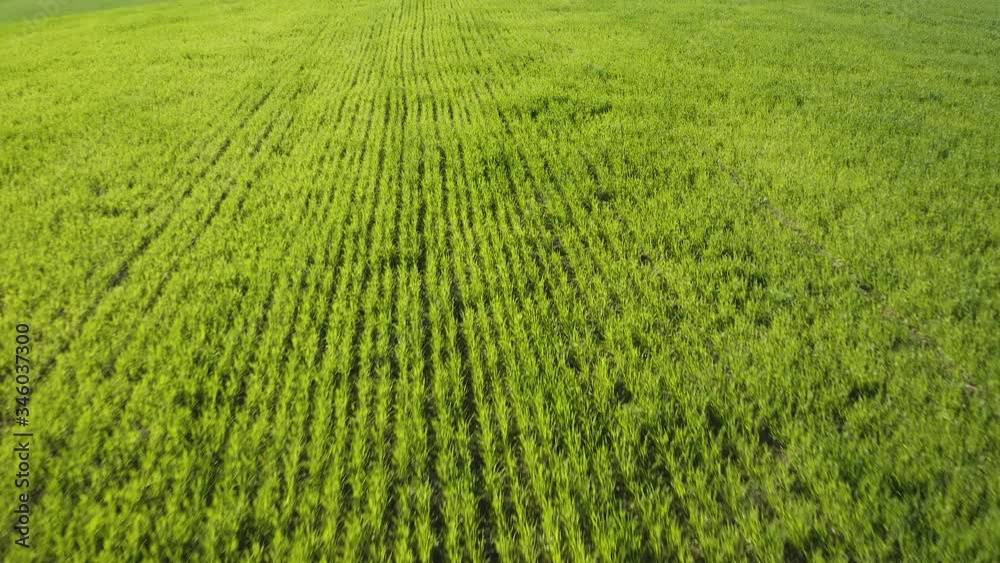 Aerial view of fields with different plantations separated by a dirt road
Aerial view of fields with different plantations separated by a dirt road
