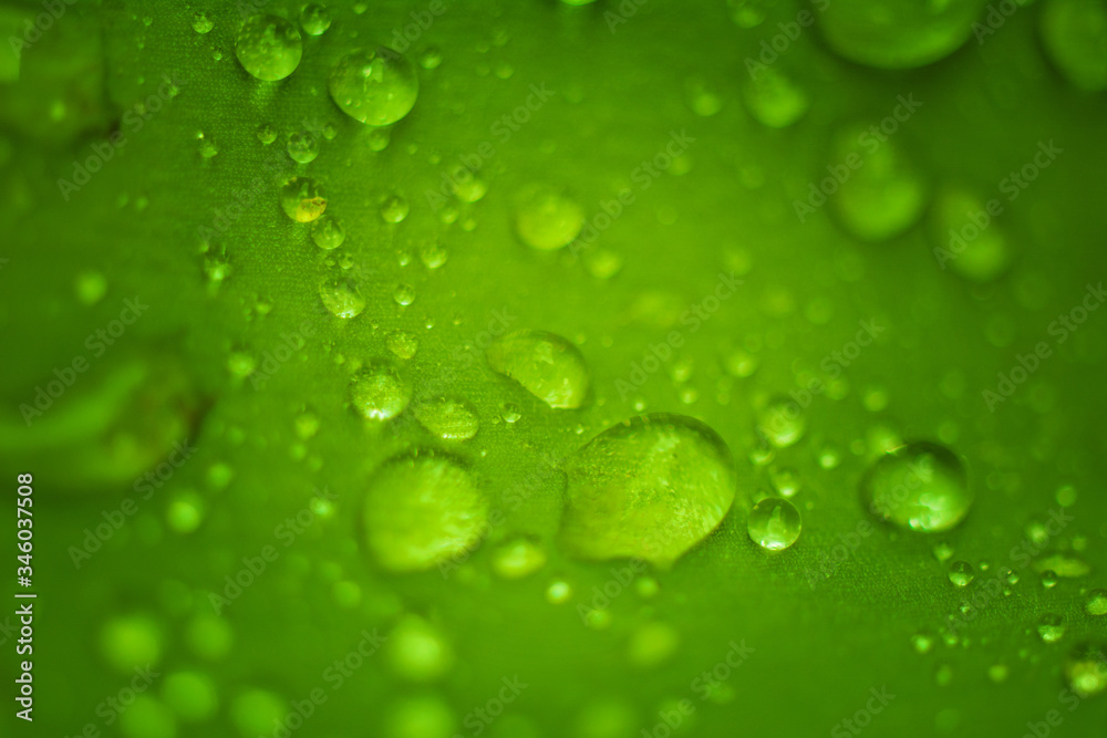 Water drops on fresh green leaf. Natural blurred background. Selective focus.