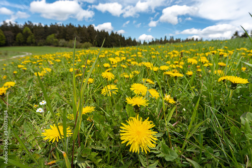 Wiese mit Löwenzahn Blume im Bayerischen Wald