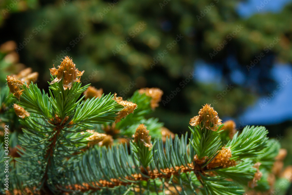Pine branches close up shot Pine branches close up shot