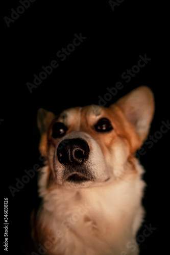 Pembroke Welsh Corgi, Welsh Corgi portret in dark backround. Beautiful comic animal.