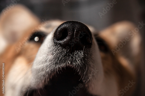 Close up black nose of Welsh Corgi Pembrok dog. in sunny day. Beautiful comic animal photo