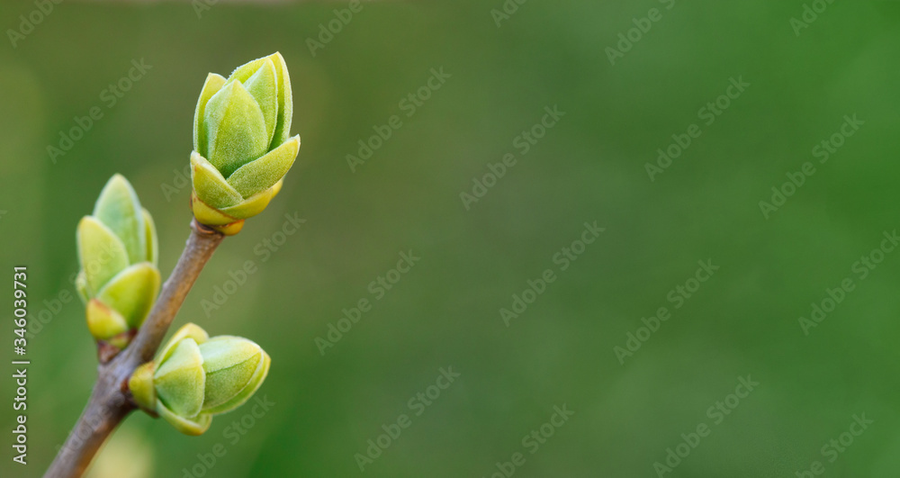 Buds on the branches in the spring. Spring awakening of nature. Tree branches with leaves in springtime. Allergy to flowering. Pollen from the trees. Buds on the branches in the spring. Spring awakening of nature. Tree branches with leaves in springtime. Allergy to flowering. Pollen from the trees.