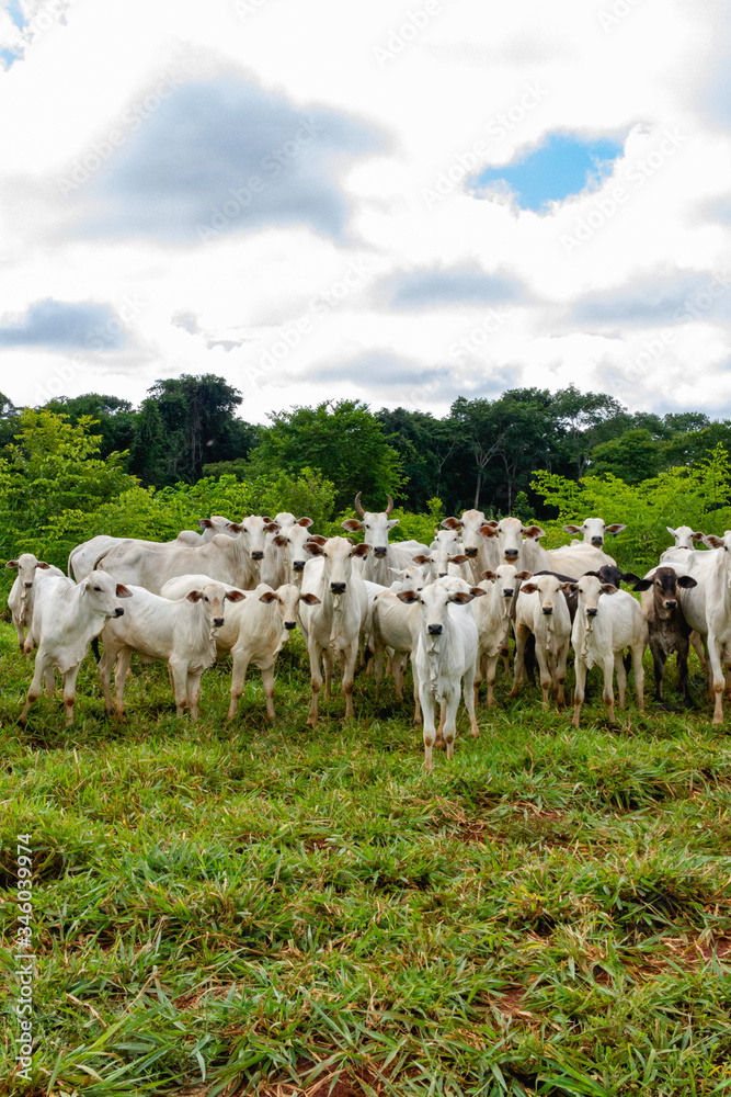 Obraz premium Ox