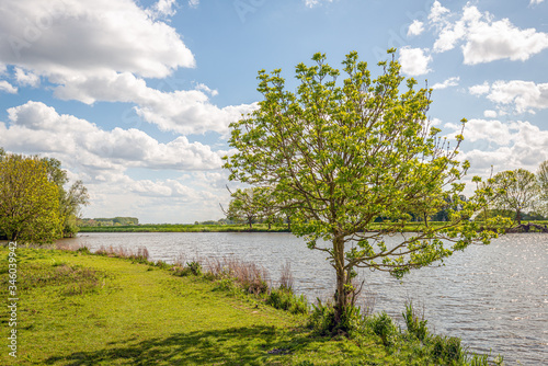 Tree with fresh green young leaves on the bank of a lake