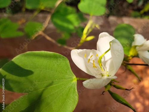 Asparagus,
God's Jasmin,
Jasmins,
Euforbia,
Orkids
Mandaram
Hibiscus
OOtty Rose
Crow flower
Rice flower
bush
Badam
 photo