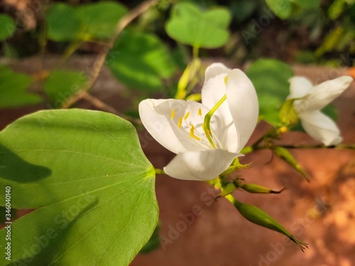 Asparagus,
God's Jasmin,
Jasmins,
Euforbia,
Orkids
Mandaram
Hibiscus
OOtty Rose
Crow flower
Rice flower
bush
Badam
 photo