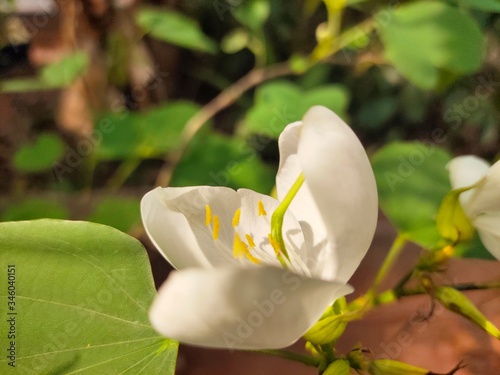 Asparagus,
God's Jasmin,
Jasmins,
Euforbia,
Orkids
Mandaram
Hibiscus
OOtty Rose
Crow flower
Rice flower
bush
Badam
 photo