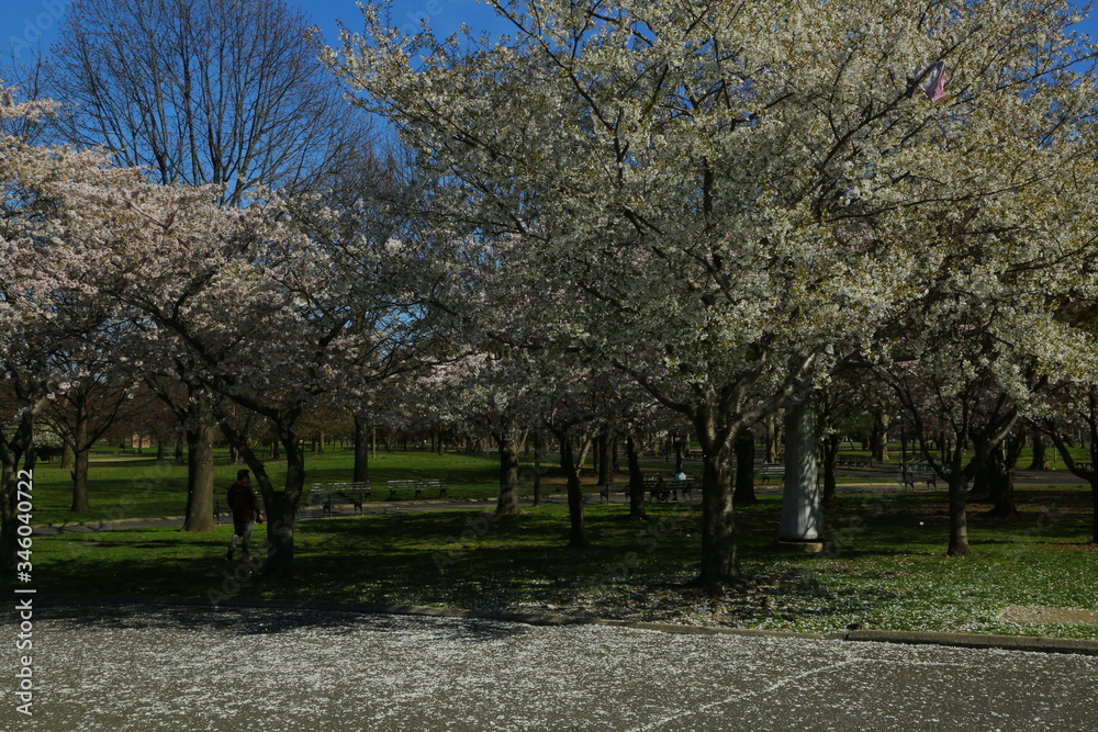 spring in the park