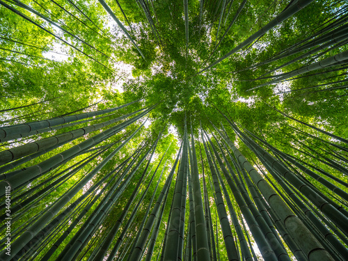 Amazing wide angle view of the Bamboo Forest in Kamakura - TOKYO / JAPAN - JUNE 17, 2018