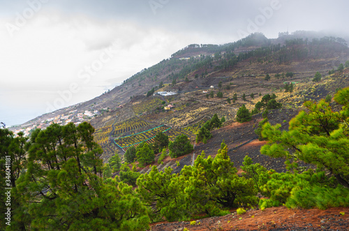 Canary Island pines and the town of Las Indias in the background on the hillside in the Fuencaliente region