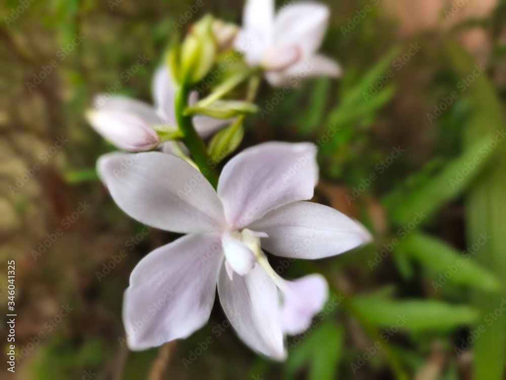 Asparagus,
God's Jasmin,
Jasmins,
Euforbia,
Orkids
Mandaram
Hibiscus
OOtty Rose
Crow flower
Rice flower
bush
Badam
Asparagus,
God's Jasmin,
Jasmins,
Euforbia,
Orkids
Mandaram
Hibiscus
OOtty Rose
Crow flower
Rice flower
bush
Badam