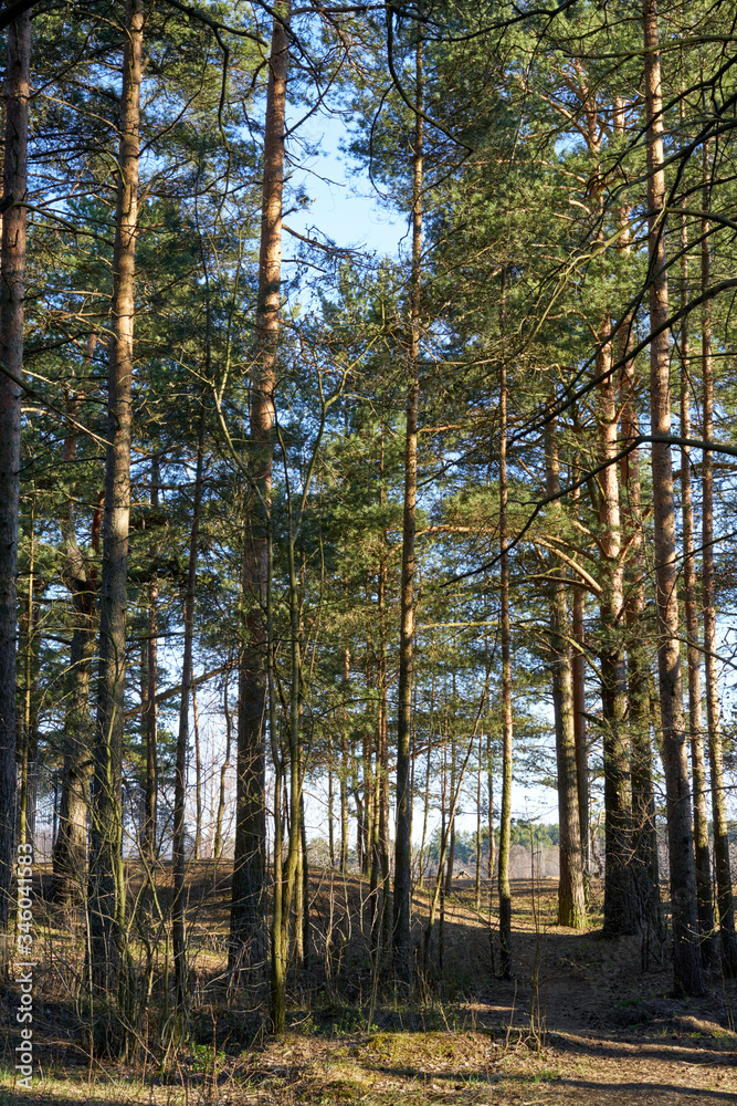 Obraz premium Forest