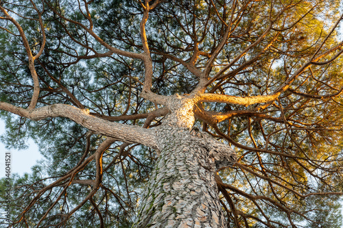 Stone pine tree of Villa Borghese // Rome, Italy