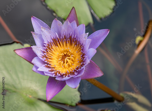 Water lotus 