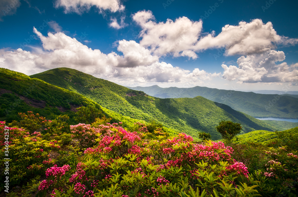 Pink mountain laurel flowers along the Blue Ridge Parkway near Asheville, North Carolina. These