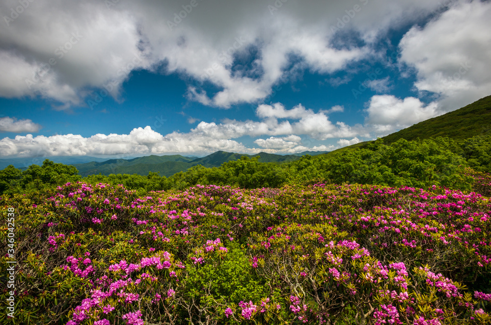 Craggy Gardens Rhododendron flowers blooming as Spring comes to the Blue Ridge Parkway. Located in North Carolina this scenic landscape showcases the beauty of the Southern Appalachian Mountains.