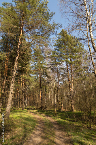 Forest path in sunlight, sun. Beautiful spring summer pine trees forest with green grass and blue sky