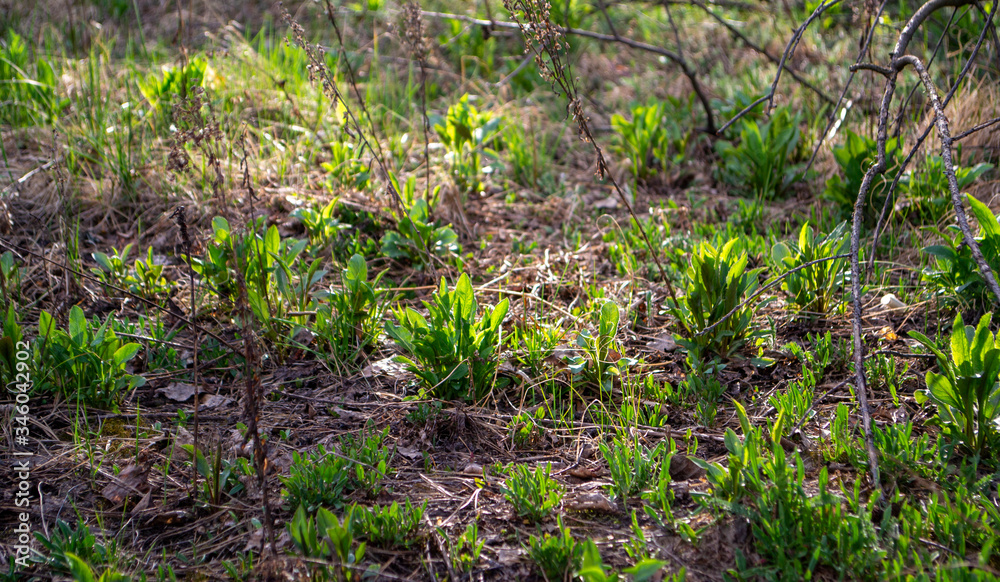 bushes of green plants in the morning light