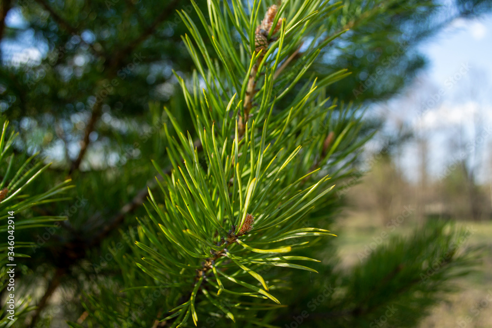 close-up of pine branch in the light of the evening sun close-up of pine branch in the light of the evening sun