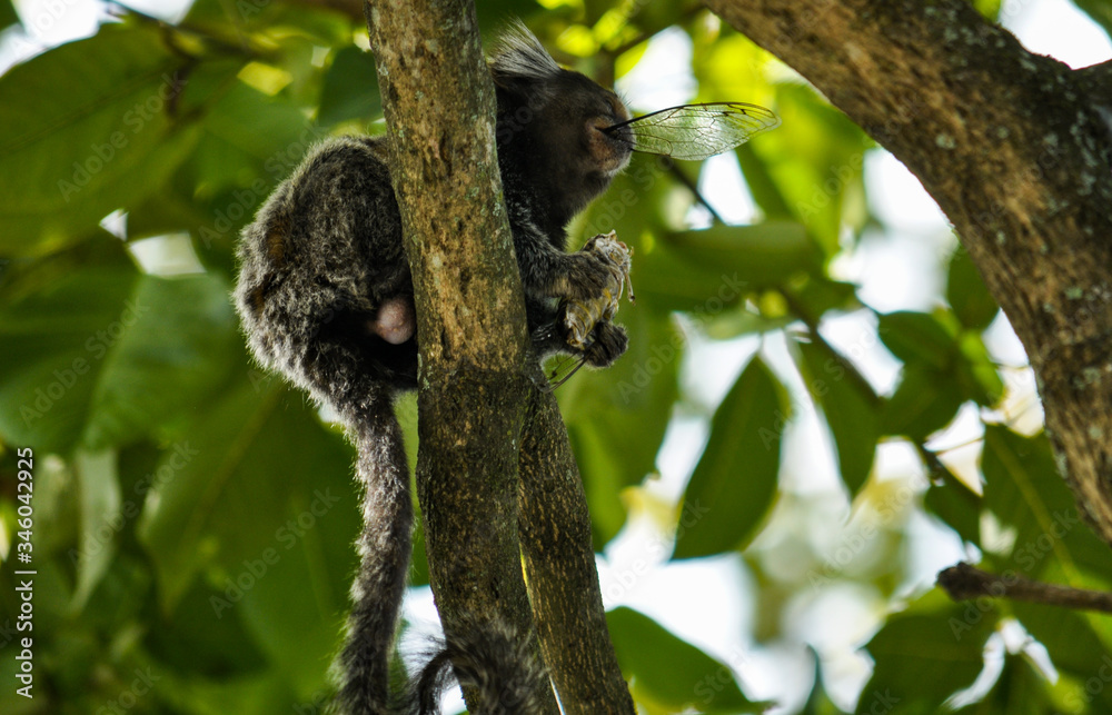 Brazilian common marmoset