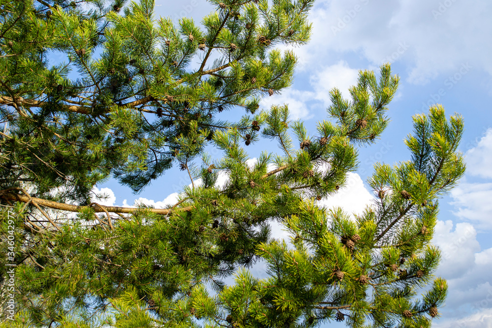 Obraz premium many cones on a pine branch