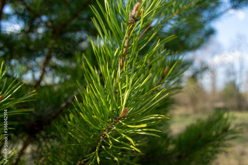 close-up of pine branch in the light of the evening sun