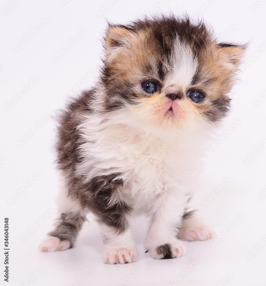 Fototapeta premium cute persian kitten